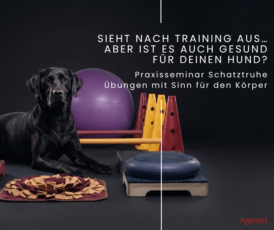 care4motion praxisschatztruhe