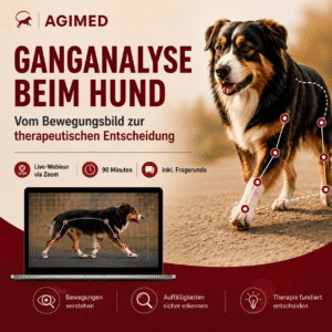 Ganganalyse beim Hund – Vom Bewegungsbild zur therapeutischen Entscheidung